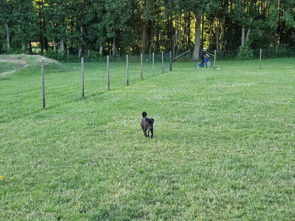 Inhägnad stor hundrastgård på campingen.