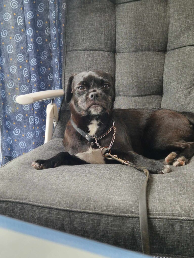 Skönt dynor i stolarna.