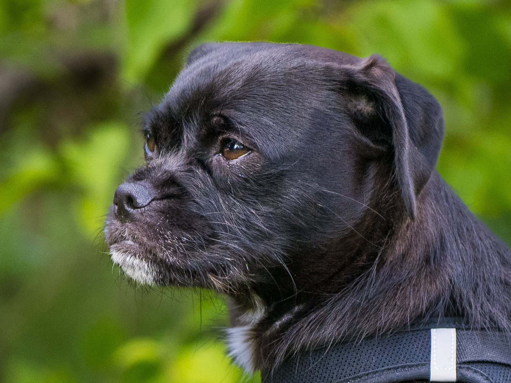 Kan det vara förändring på gång inom aveln?!