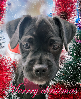 Nu har löpet som vi väntat på startat